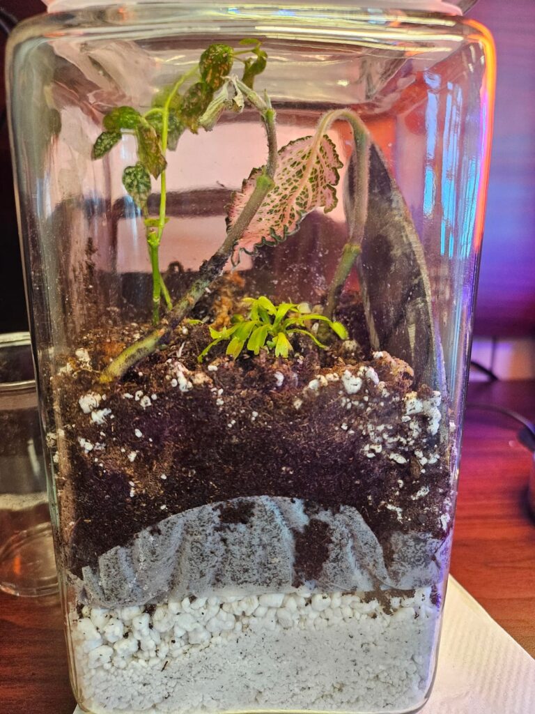 My first terrarium. Kinda nervous... UPDATE!!