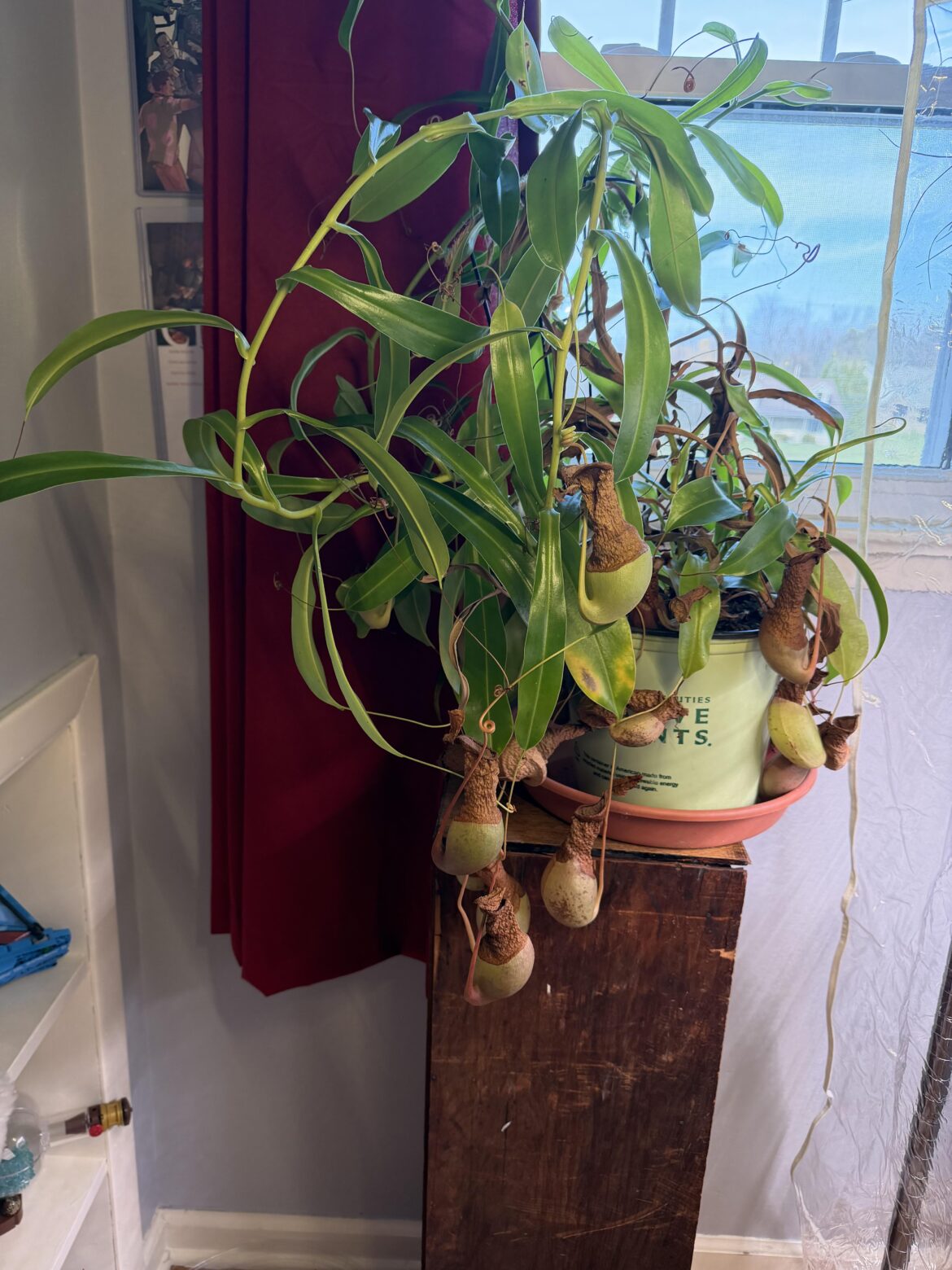 Advice For Giant Nepenthes? Advice For Giant Nepenthes?