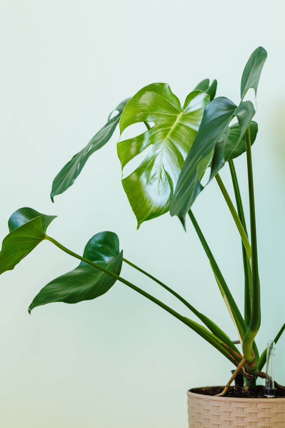 best aesthetic plants monstera deliciosa plant