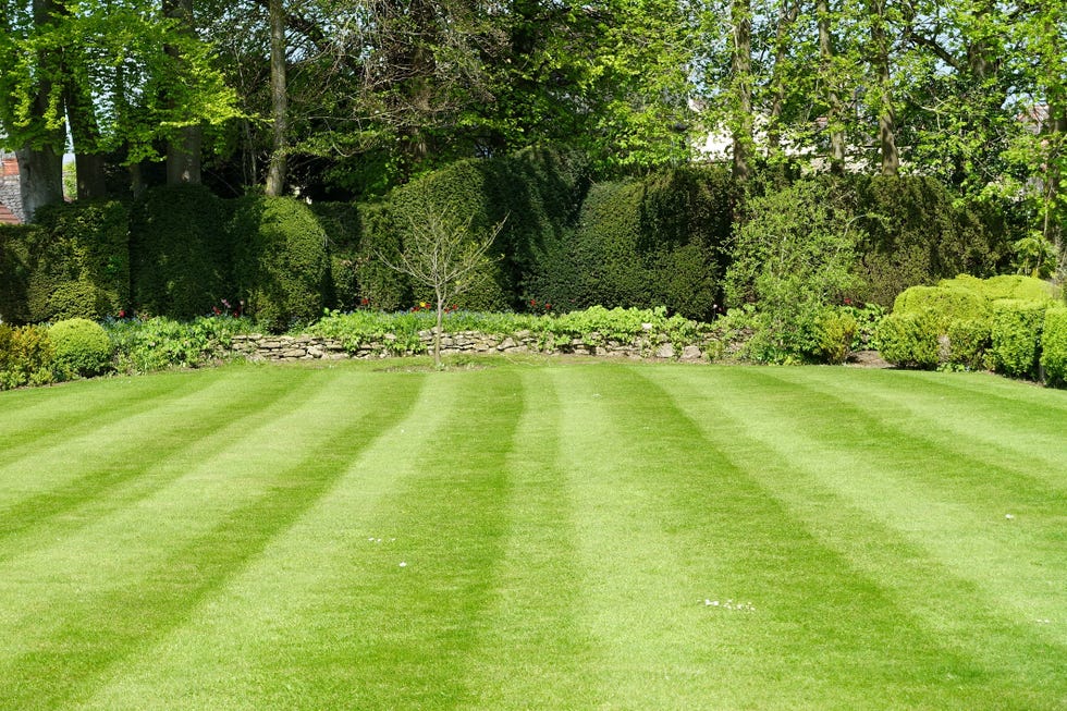 striped mowed lawn and green leafy trees in a garden