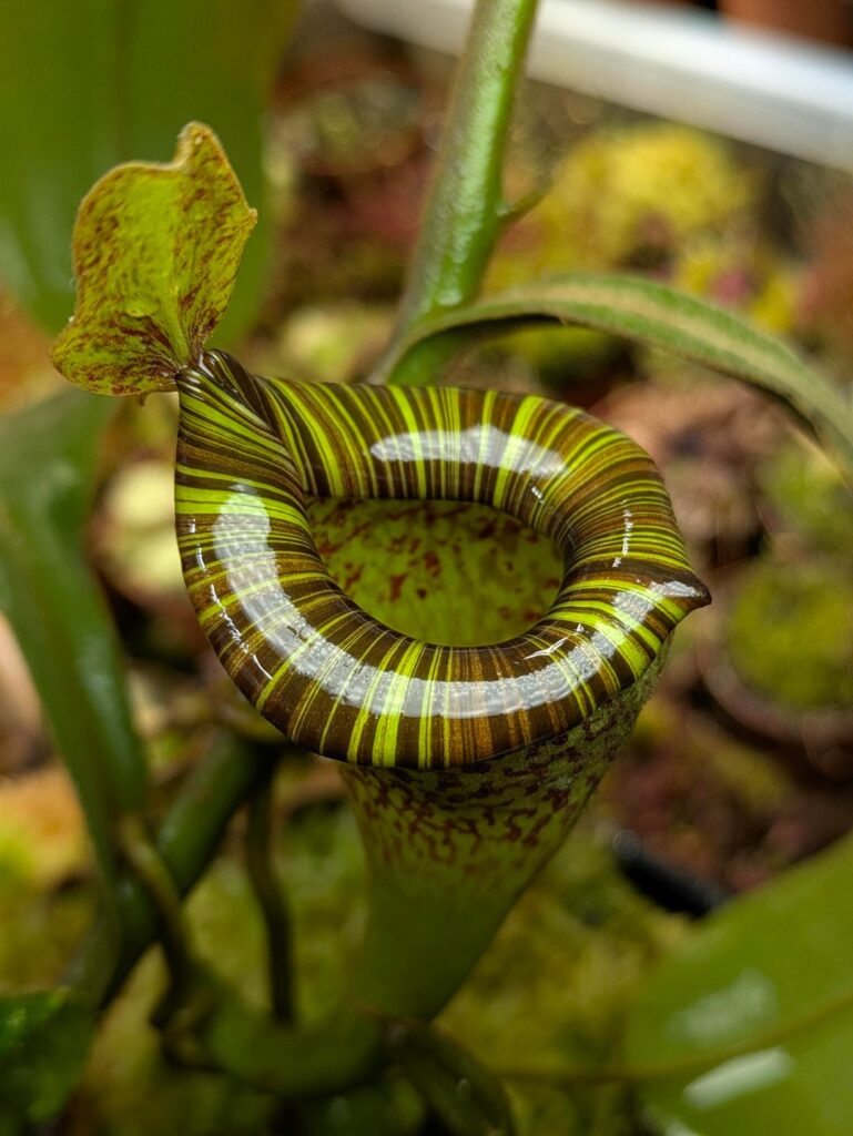 Some stripy peristomes
