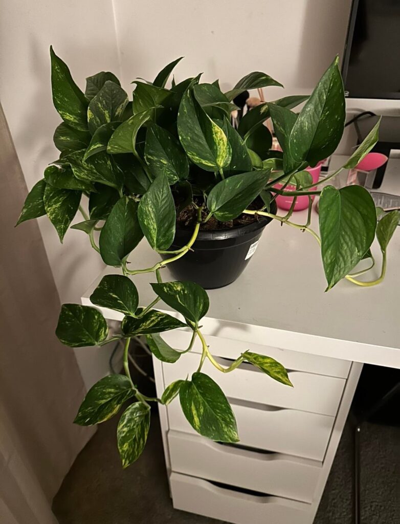 amazing colour change within 12 days ->