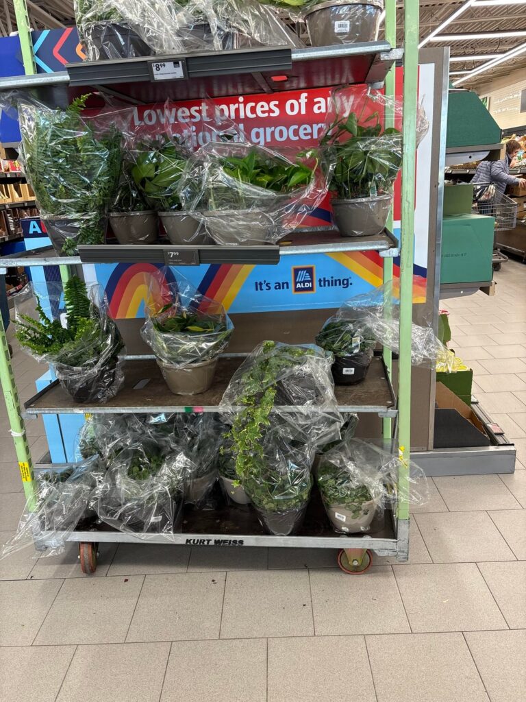 Basic but beautiful plants at Aldi 💚
