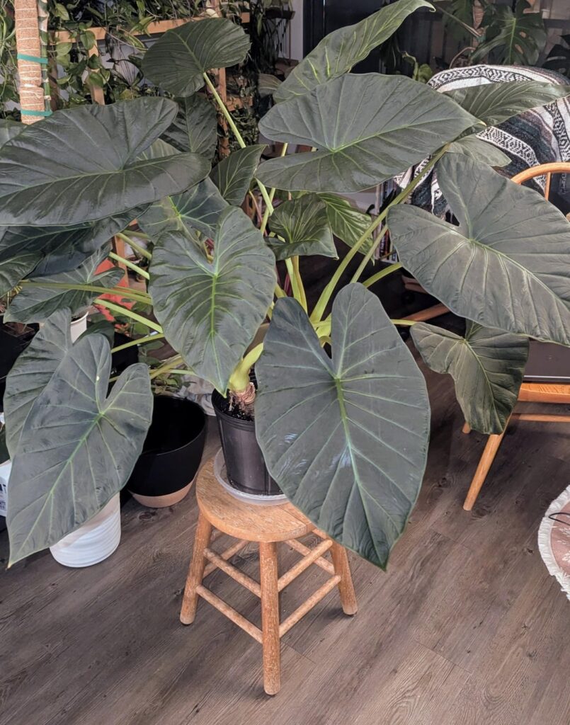 She’s thriving ..should I separate her into 3 or leave her alone? She's thriving ..should I separate her into 3 or leave her alone?