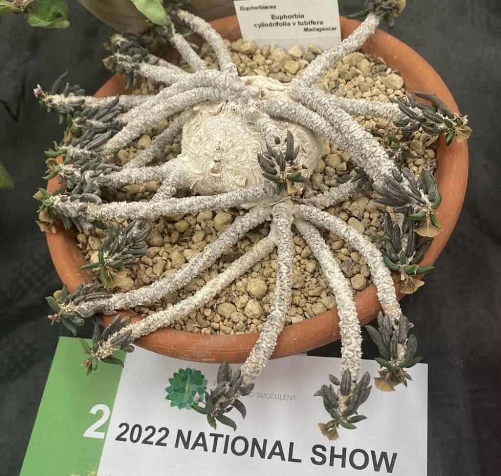 A huge euphorb cylindrifolia tubifera at out National show way back, my largest is about 6 cms diameter