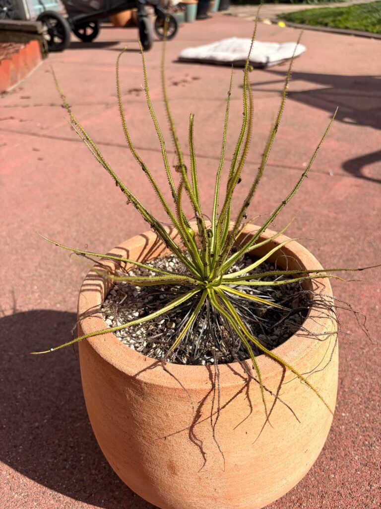 Trim old leaves from this dewy pine, or leave it au naturel?