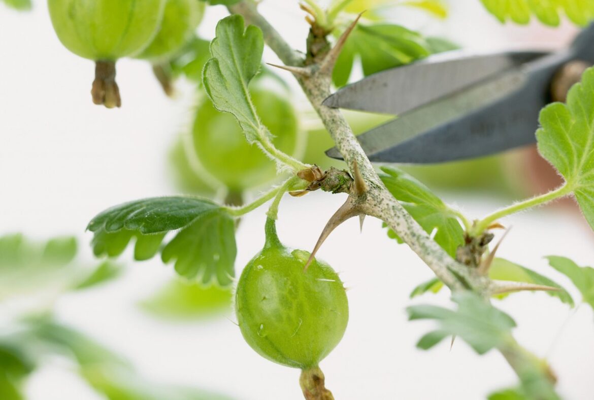 7 Berry Plants That Thrive in Pots and Containers