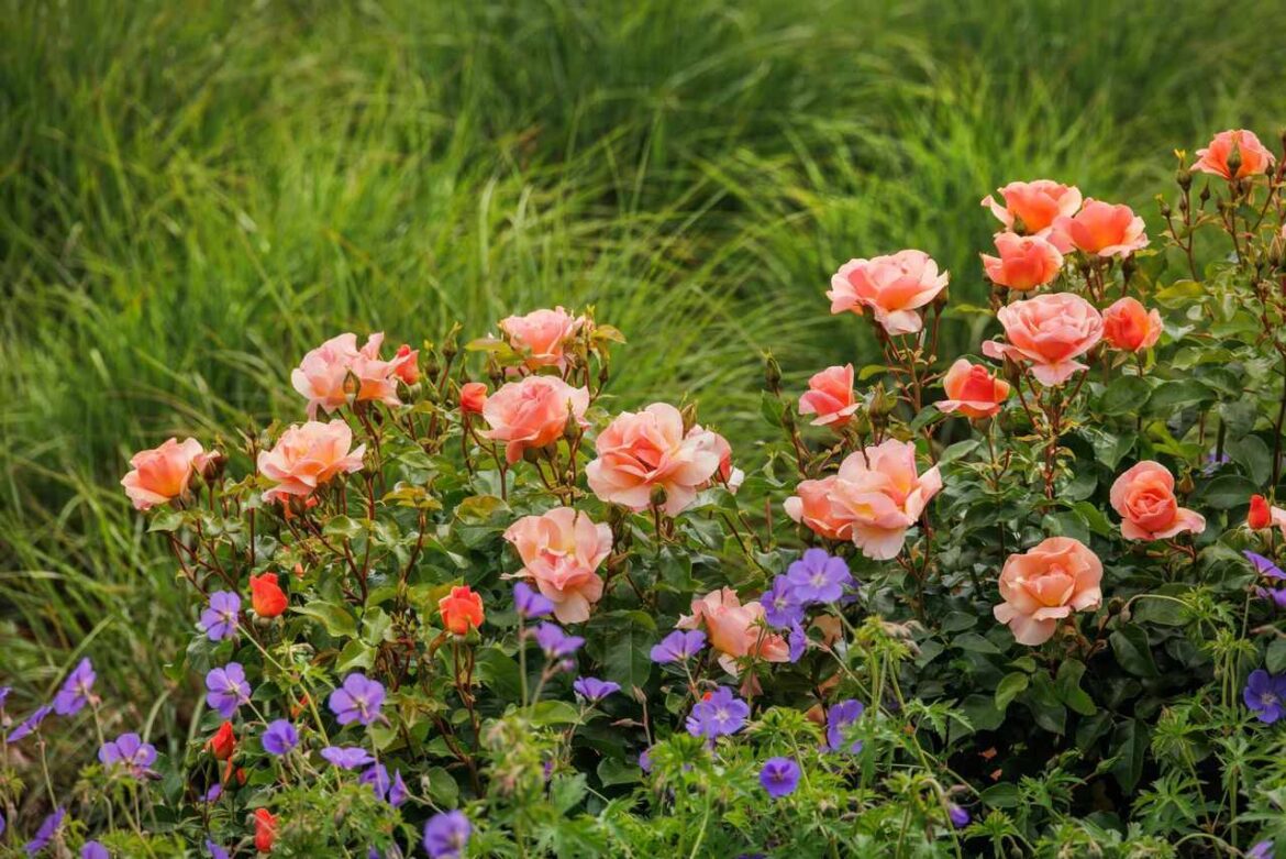 This Low-Maintenance Garden Trend Will Be Everywhere in 2026 This Low-Maintenance Garden Trend Will Be Everywhere in 2026