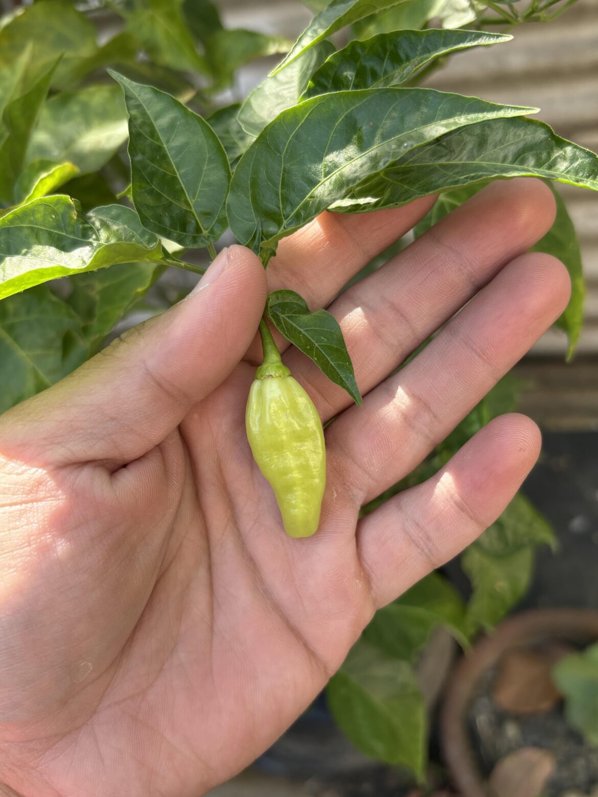 For identification please