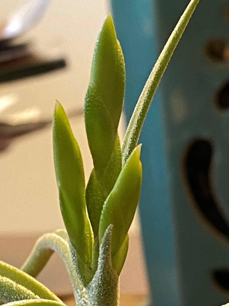 Looks like my images did not upload - Feb 21, 2026 T caput meduase update