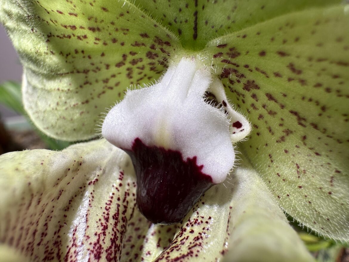 Paphiopedilum malipoense x Paph ‘Stripe Shimizu’ (fanaticum x malipoense)[OC]
