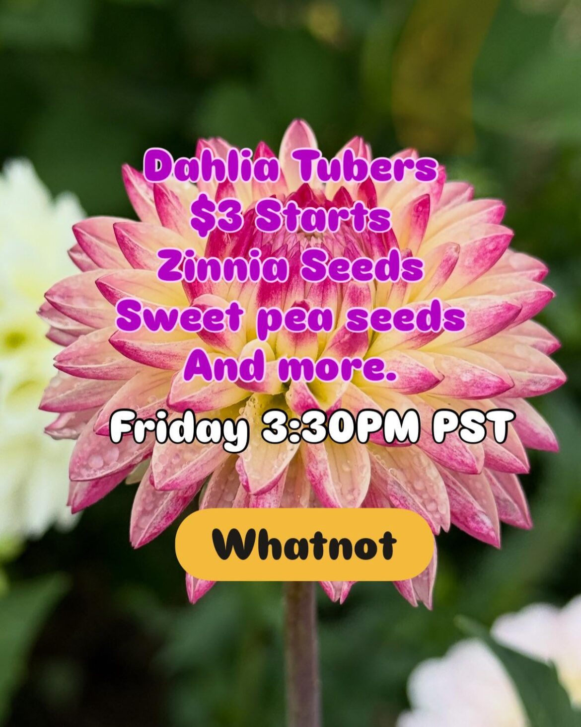 LIVE sale Dahlias $3 starts, sweet peas, zinnias and more. 3:30pm PST this Friday the 27th. LIVE sale Dahlias $3 starts, sweet peas, zinnias and more. 3:30pm PST this Friday the 27th.