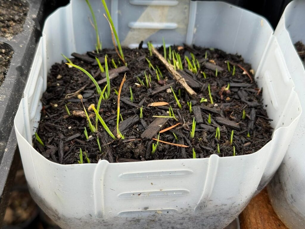 PSA - Do not give up on ungerminated winter sowing.
