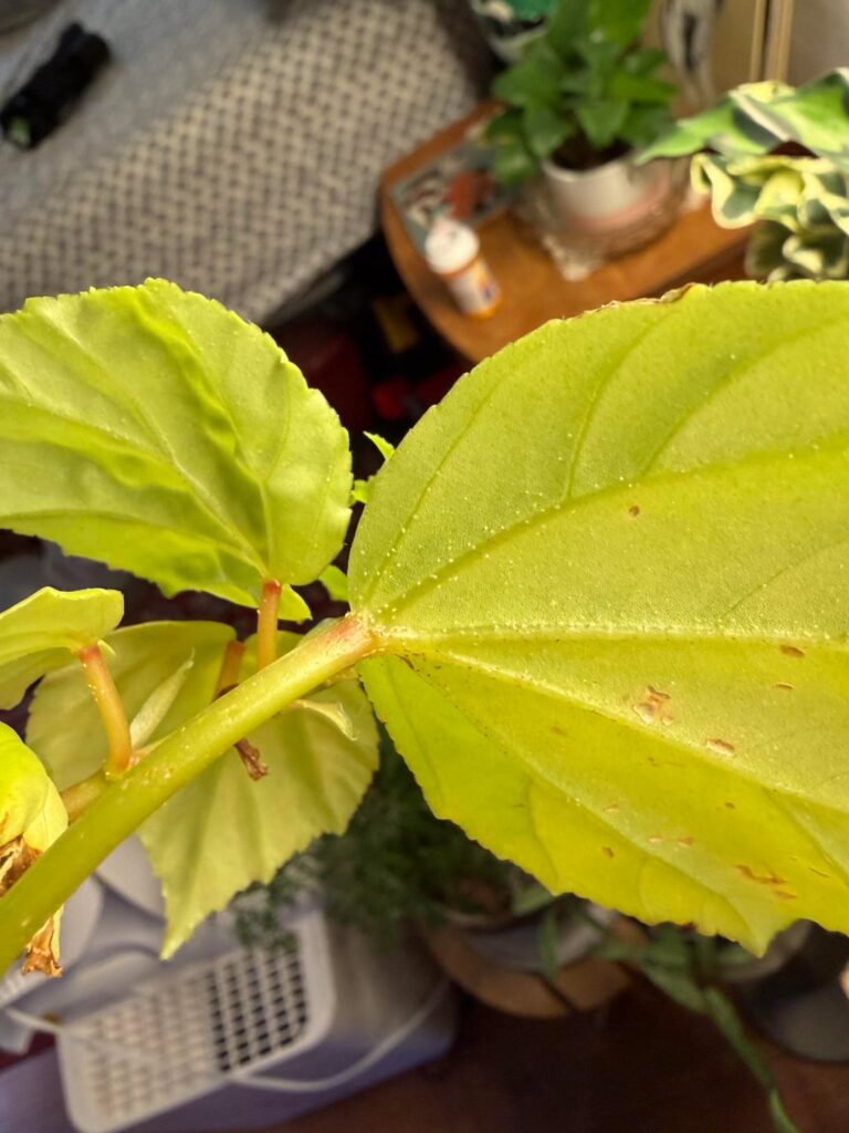 Is this a pest or sugar crystals/guttation?