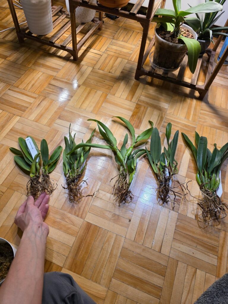 First time ordering online.