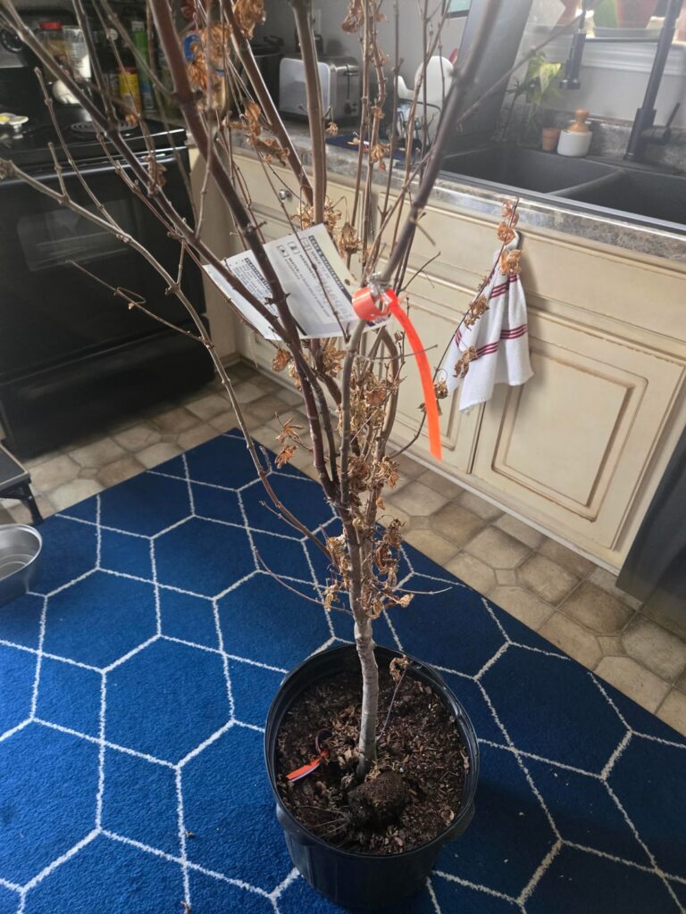 Tree killer in need of advice