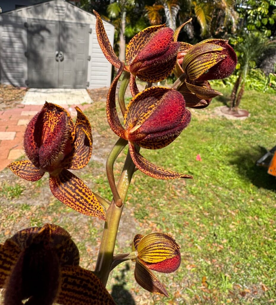 Mormodes Aftermath ‘SVO Nuclear Fallout’ AM/AOS x Mormodes hookeri ‘Black Fuzz’ Mormodes Aftermath ‘SVO Nuclear Fallout’ AM/AOS x Mormodes hookeri ‘Black Fuzz’