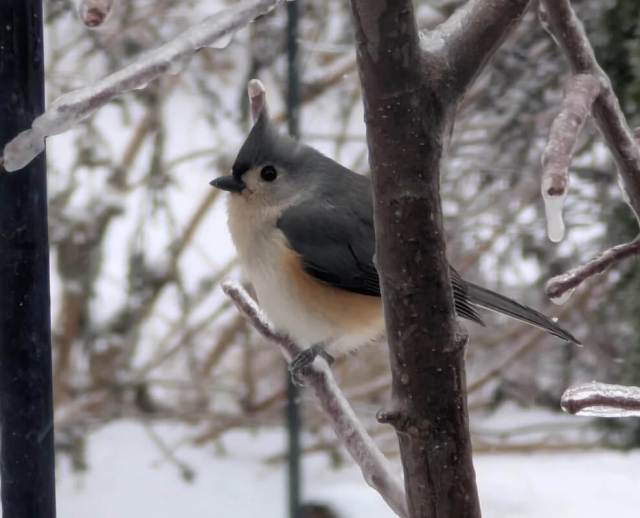 One Redditor shared images of their native plant garden covered in snow, with an emphasis on all the wildlife sitting in the yard.