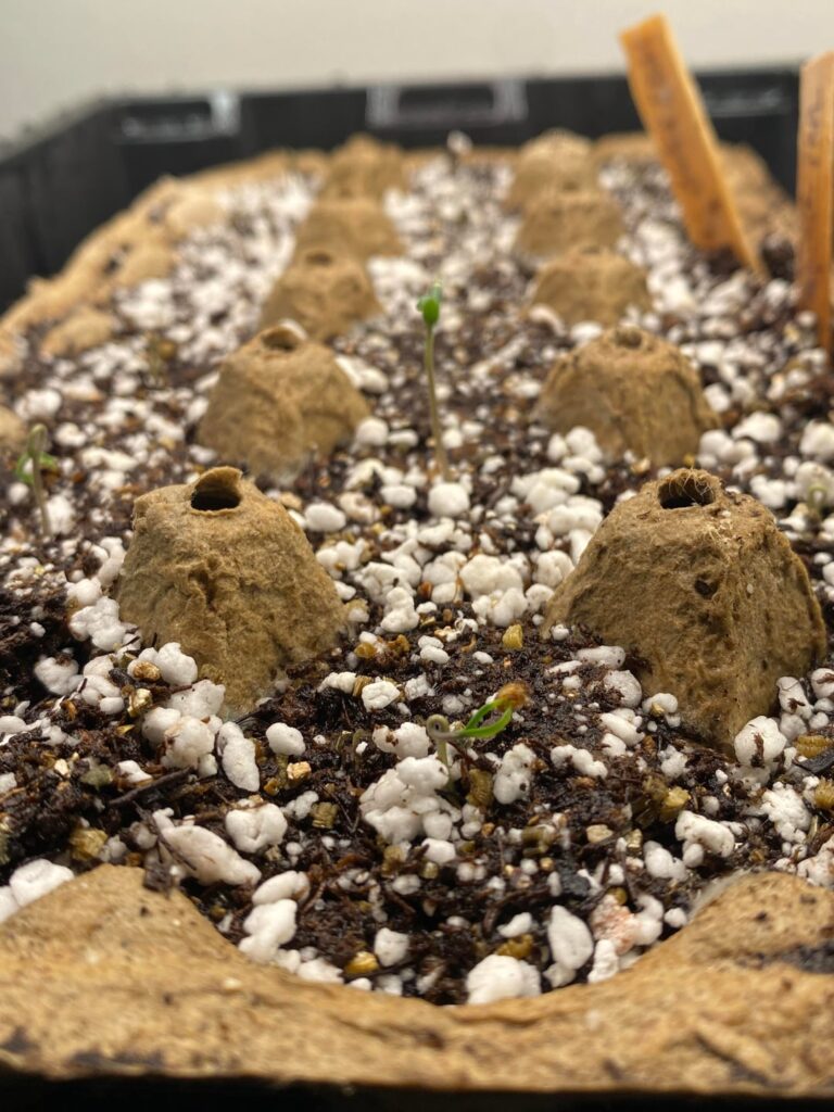 Seeds Sprouted! Now What?