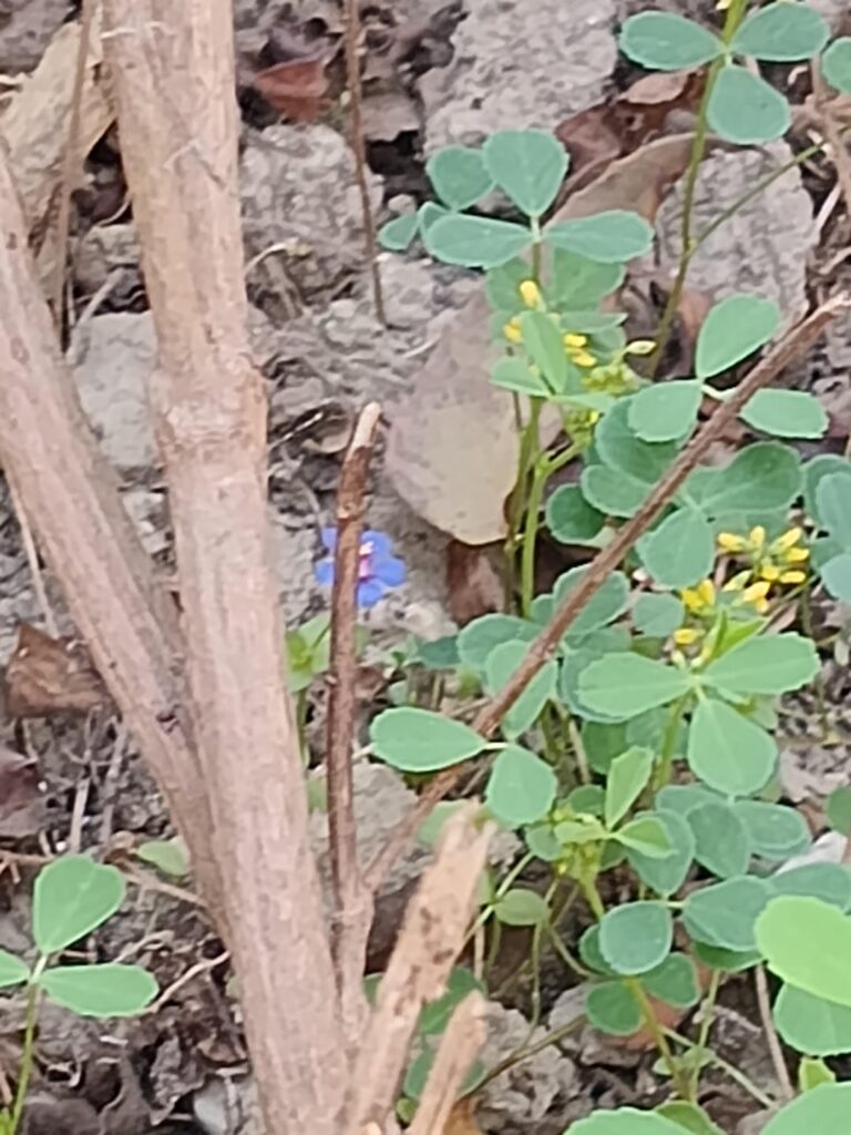 Weed flower in India . What is this plant?