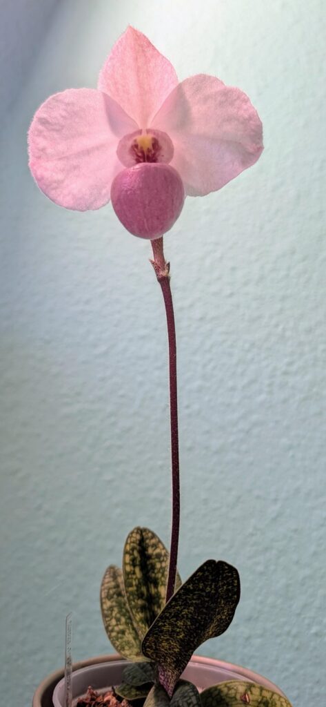 Paph. Delanatii - first bloom
