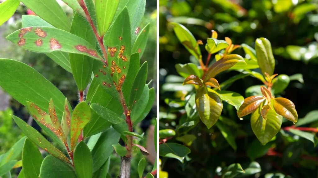 How to spot, treat, and prevent myrtle rust How to spot, treat, and prevent myrtle rust