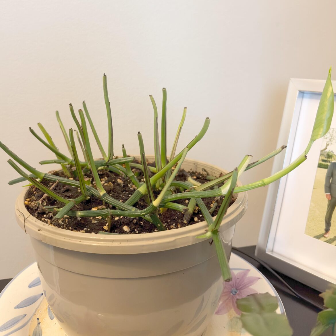 coming back after a dramatic chop!