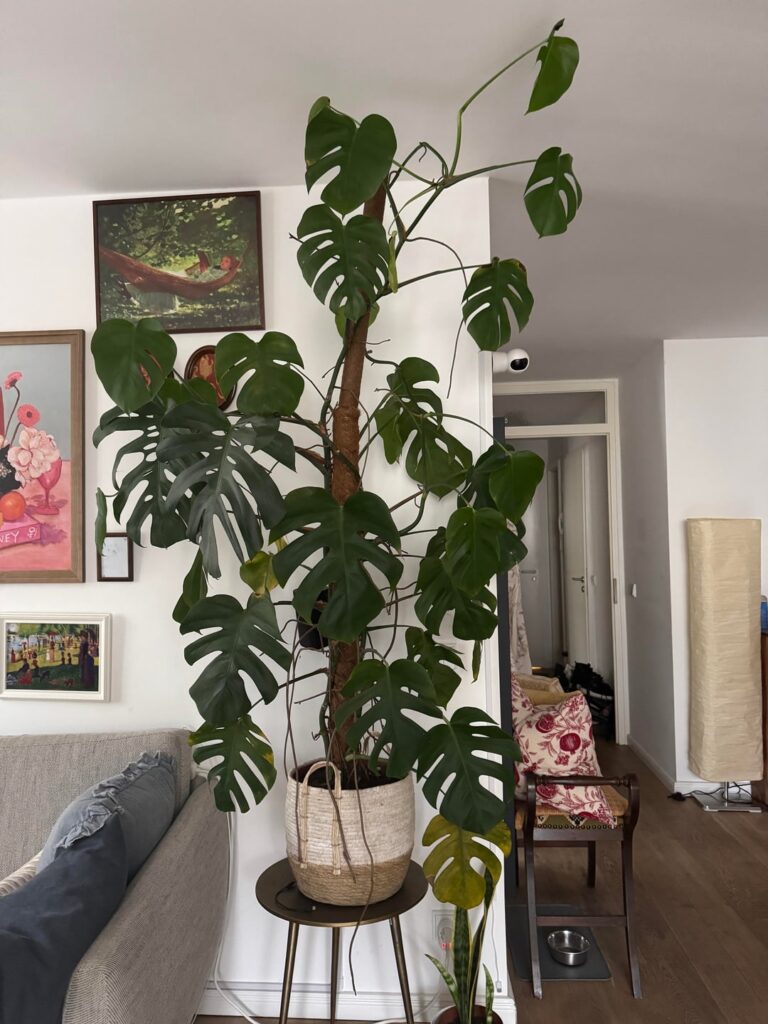 I think my monstera is slowly dying and I don’t know what to do!