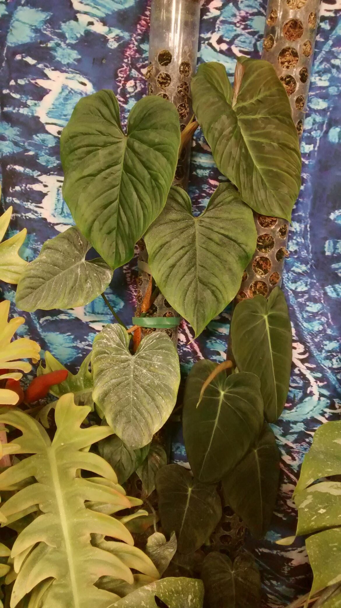 the bebbe majestic and melanochrysum..... :)