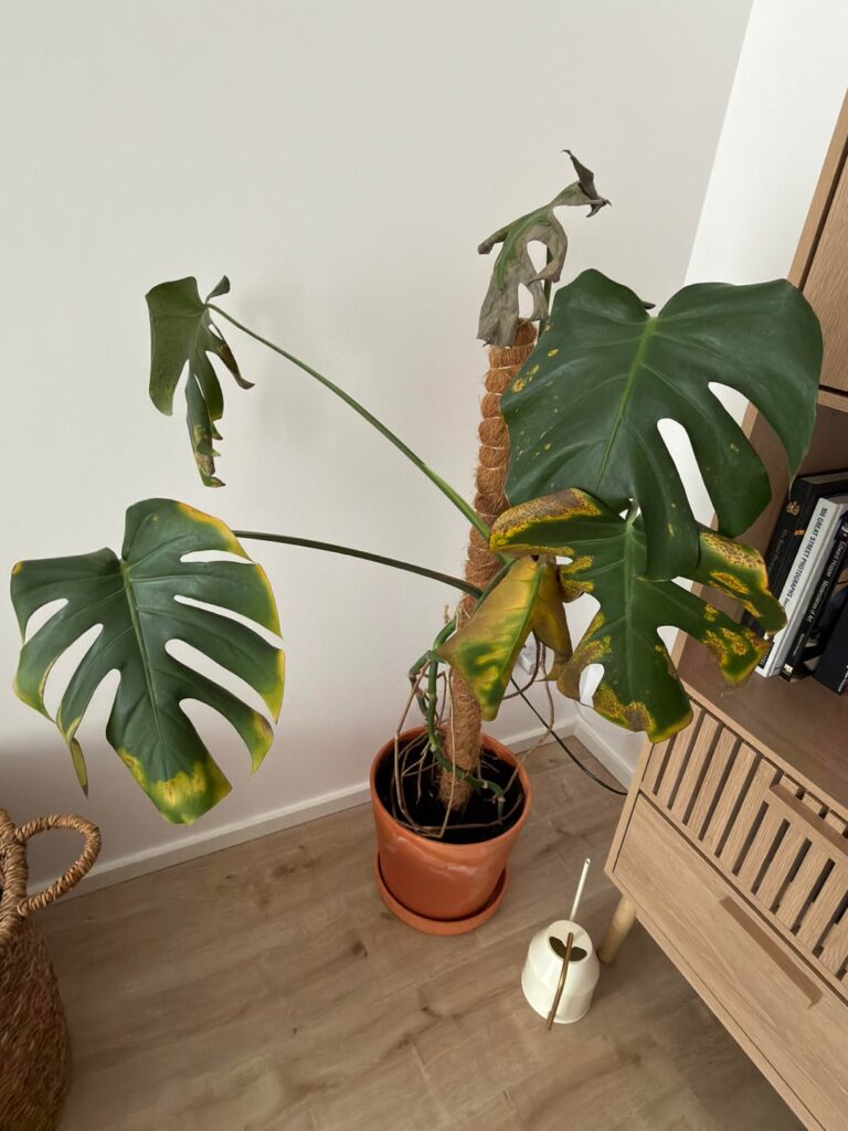 Help me save this guy