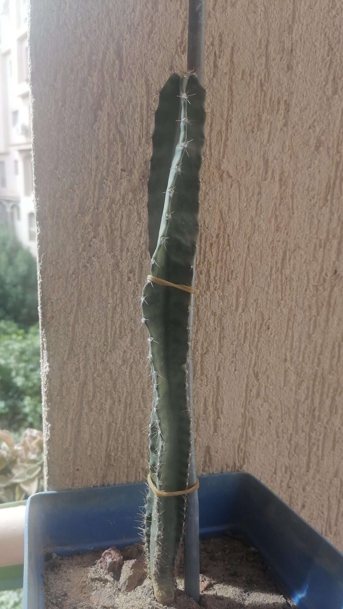 Peruvian apple Cactus Dose it Needs Any Care Or any Advices Please