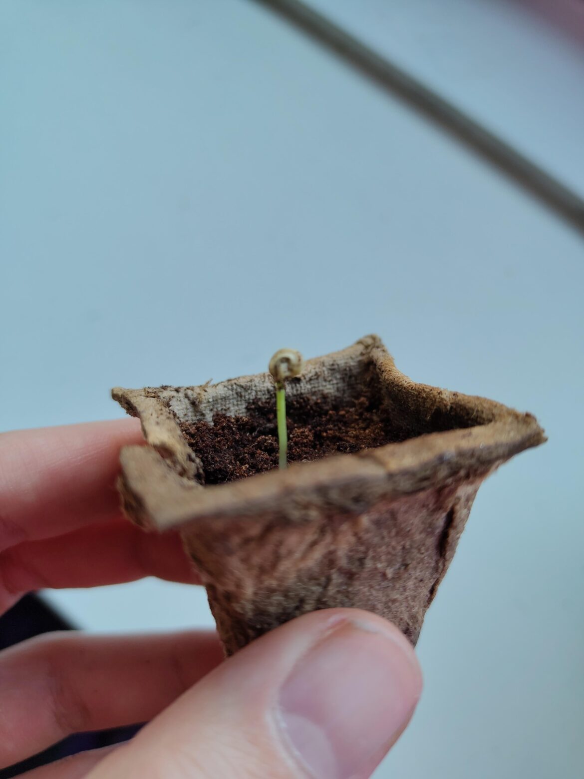 Can this be saved? Seed cap stuck on this seedling
