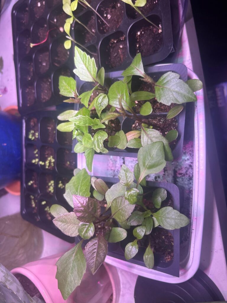 New babies planted from seeds I collected in Victoria in November.