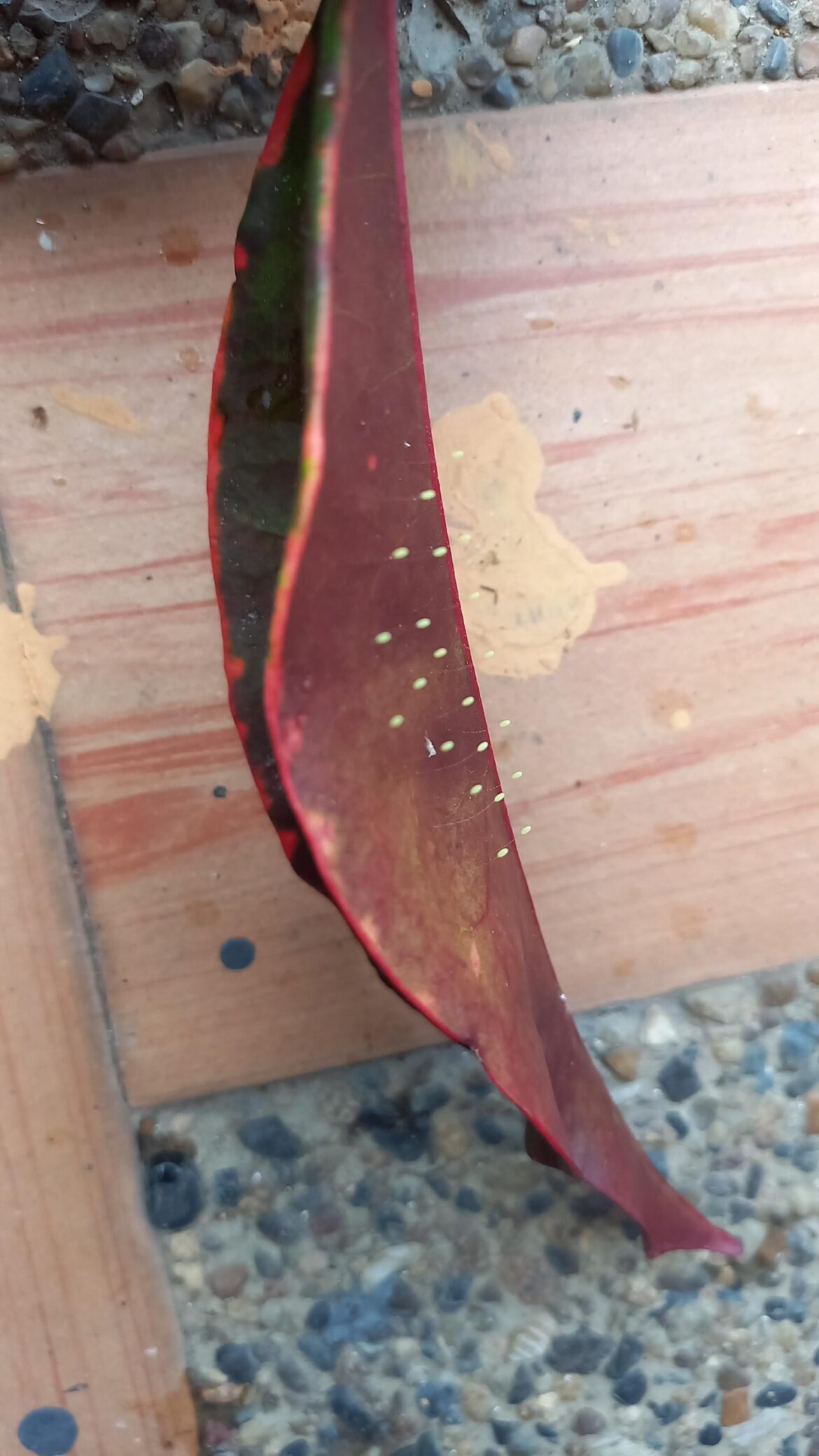 What is this structure under croton leaf