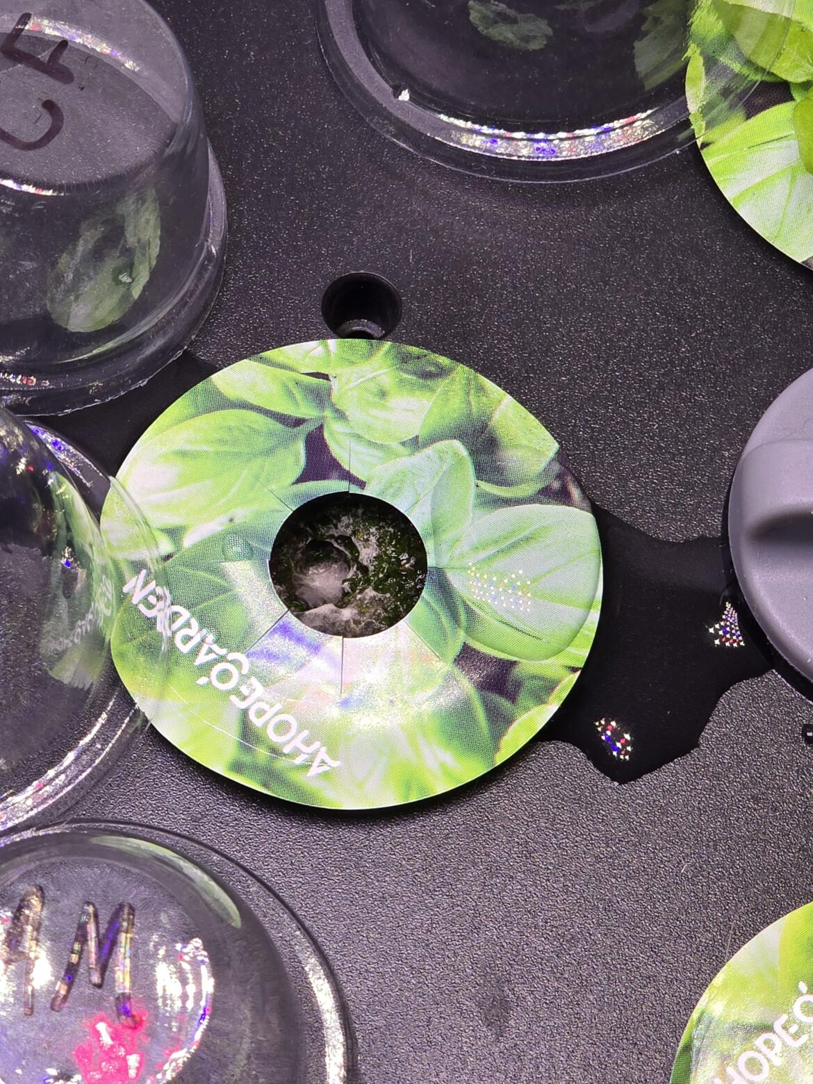 Aji fantasy Pepper Seedling Aji fantasy Pepper Seedling