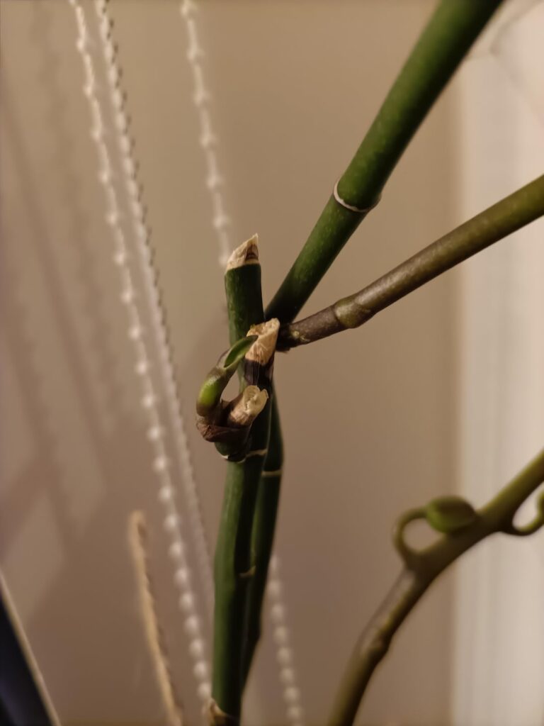 Is it what I think ?