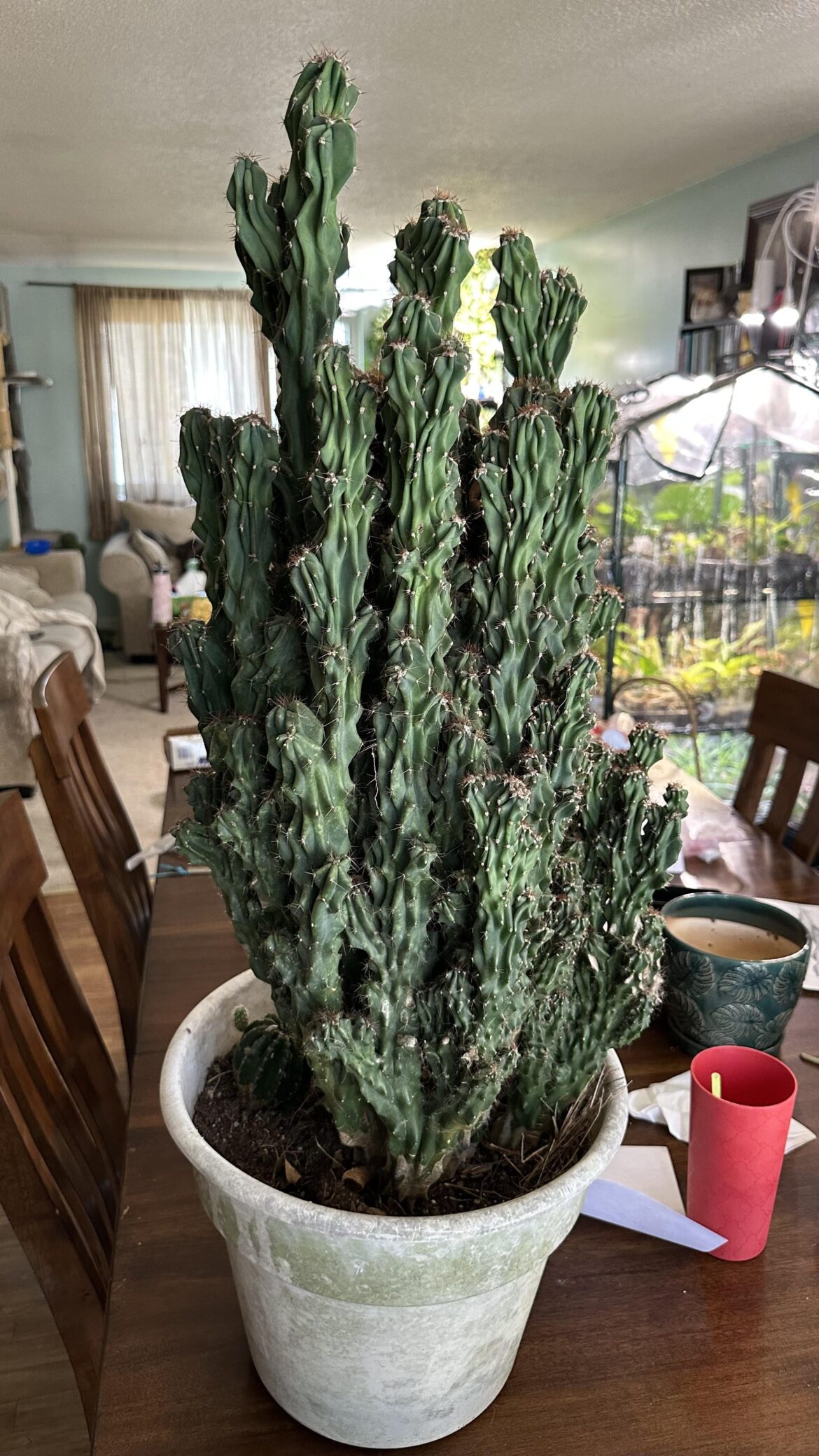 Got this beast from my mom’s elderly neighbor. What is it?