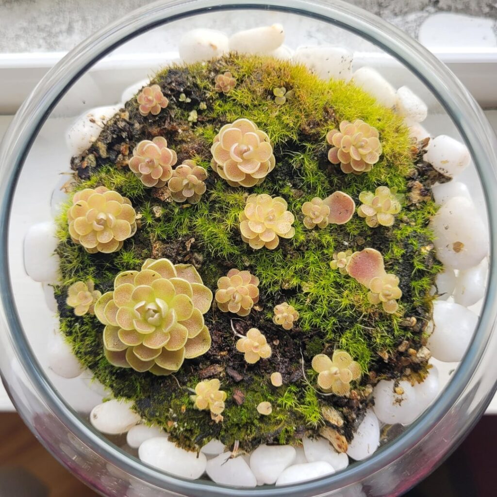 A years progress of a pinguicula