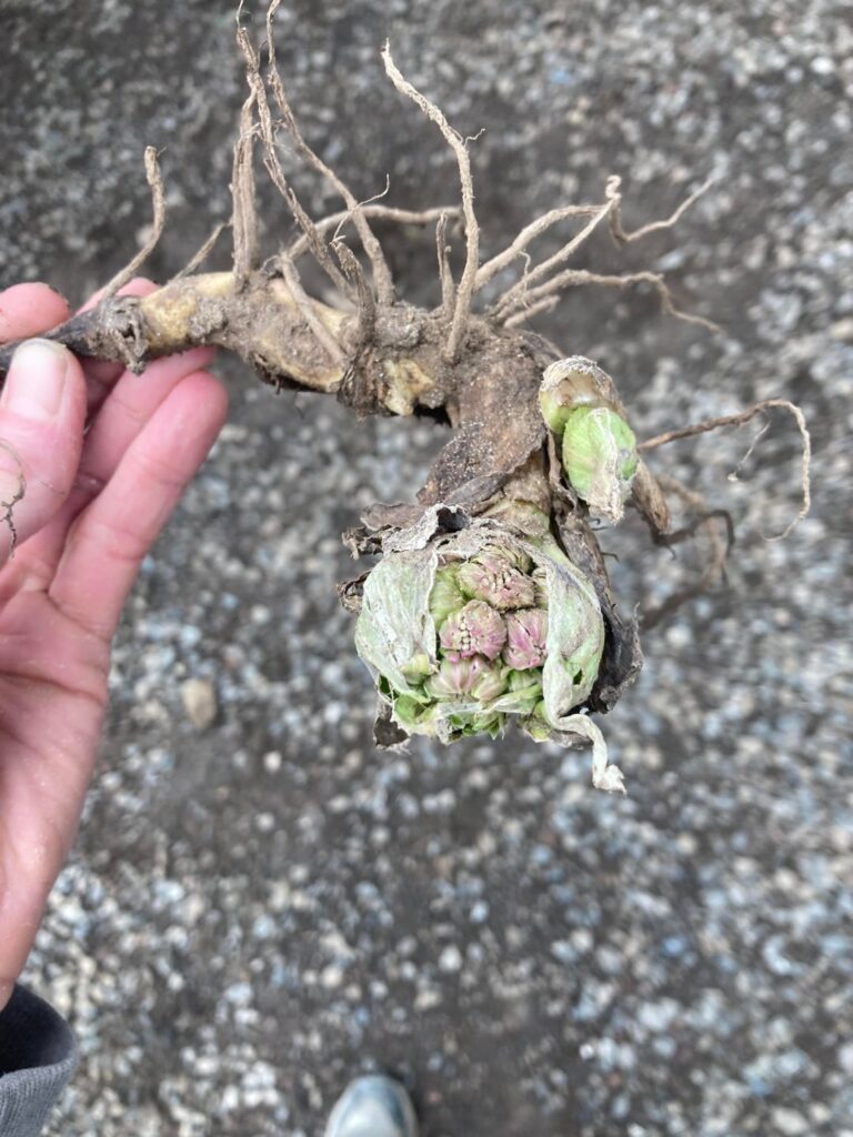 Found on a job site in western Washington