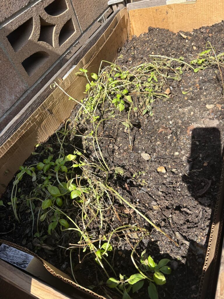 Transition from AC infinity dome to outdoors was a fail. Dead basil