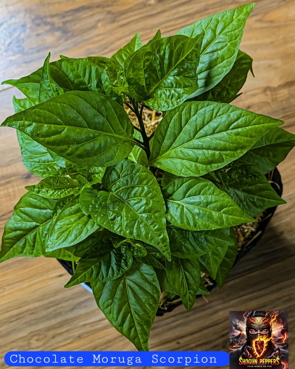 Chocolate Moruga Scorpion