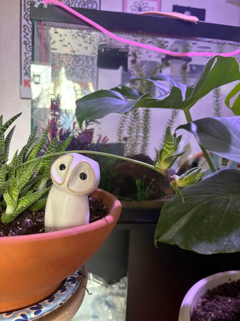 Succulent off shoots-how to plant?