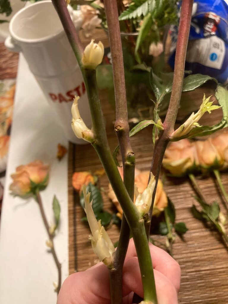 Cut roses kept in dark jar sprouted!!