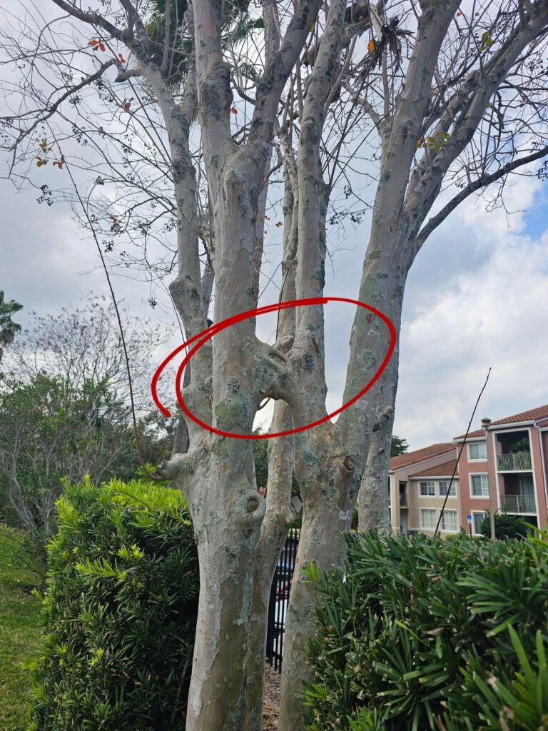 How did these two different parts of the trunk merge into an arch?