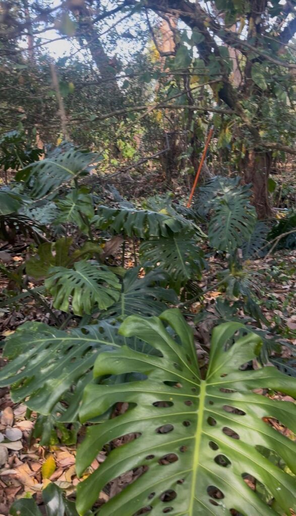 Overwhelming amount of free Monstera Overwhelming amount of free Monstera