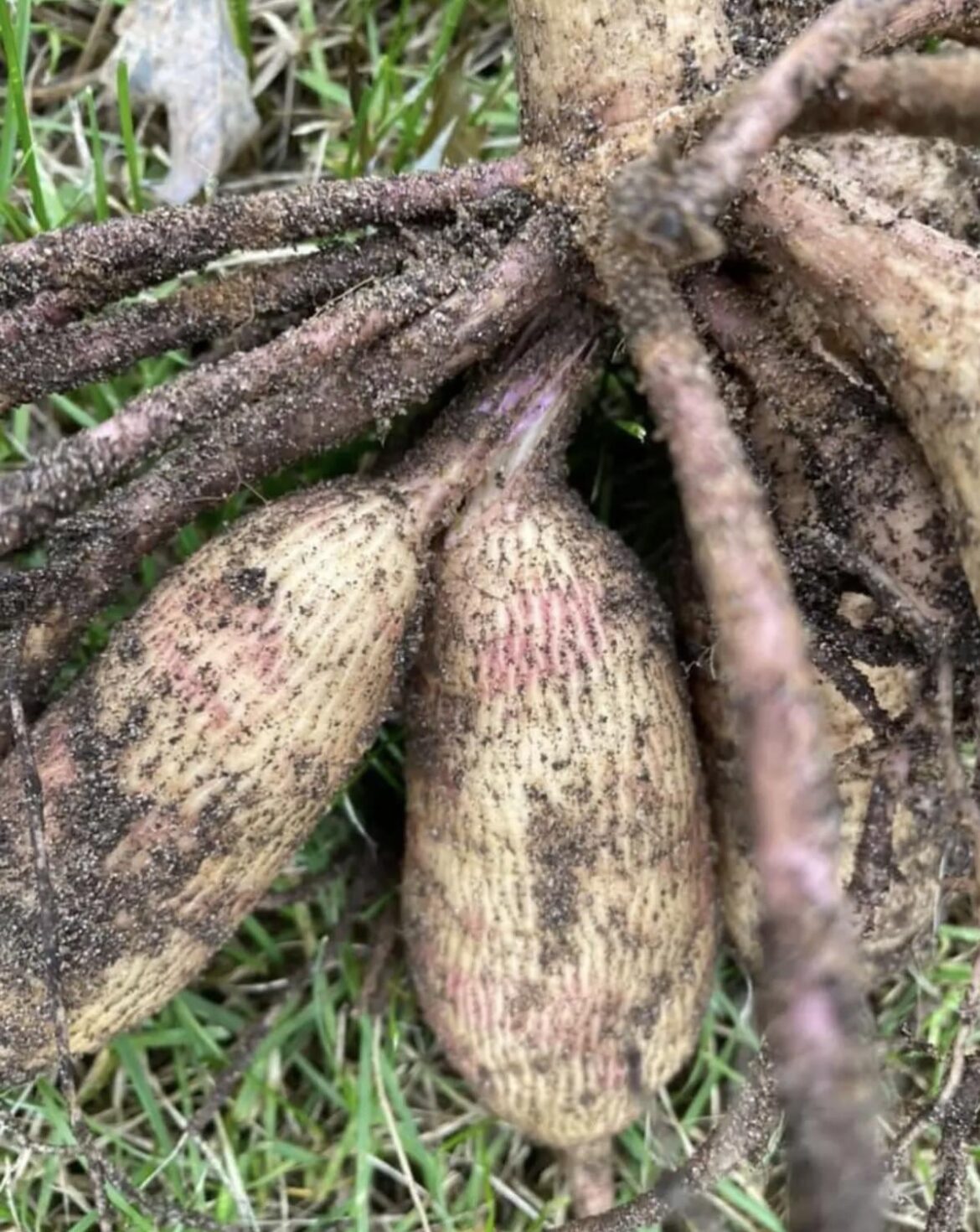 What are these spots?