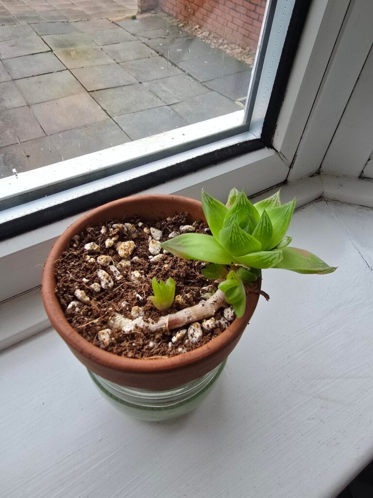 How do I take care of them? Sentimental value plant