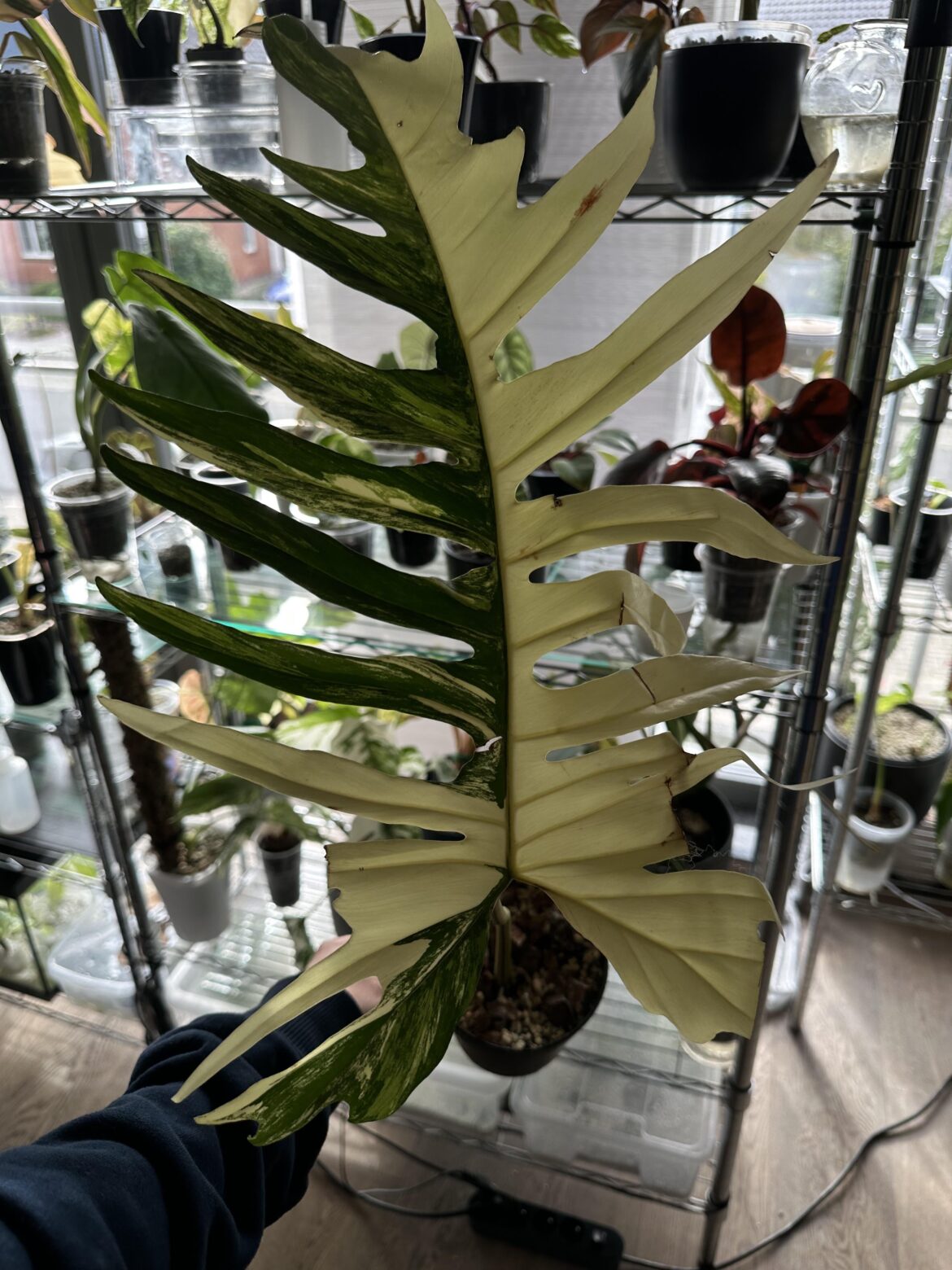 Philodendron florida beauty x tortum