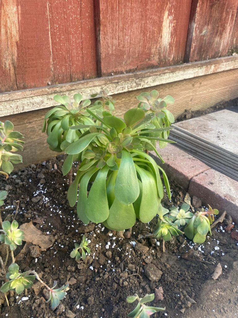 Succulents drooping after replanting