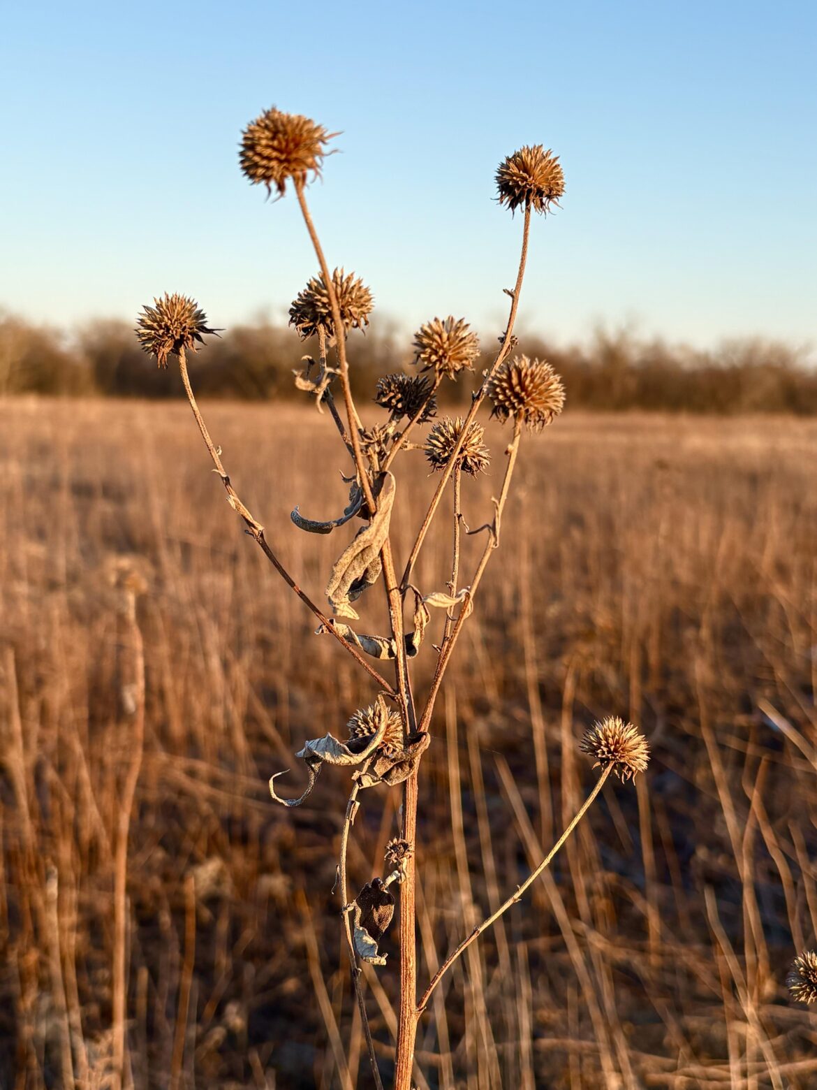 The dormant prairie is working hard underground! Looking forward to growing season 🌱